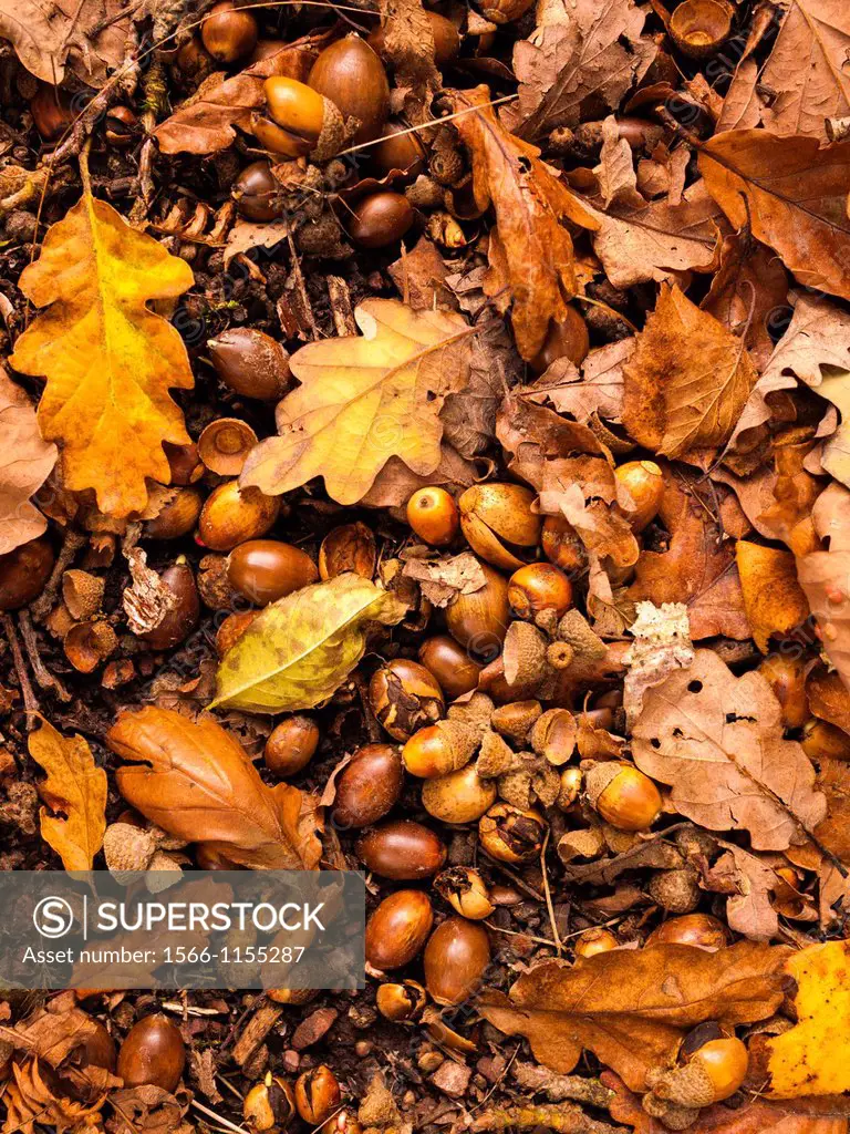 Acorns and Oak leaves on the woodland floor in autumn
