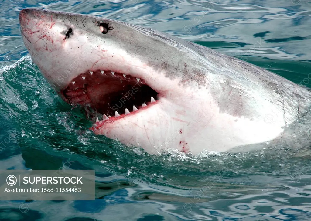 Great white shark, South Africa