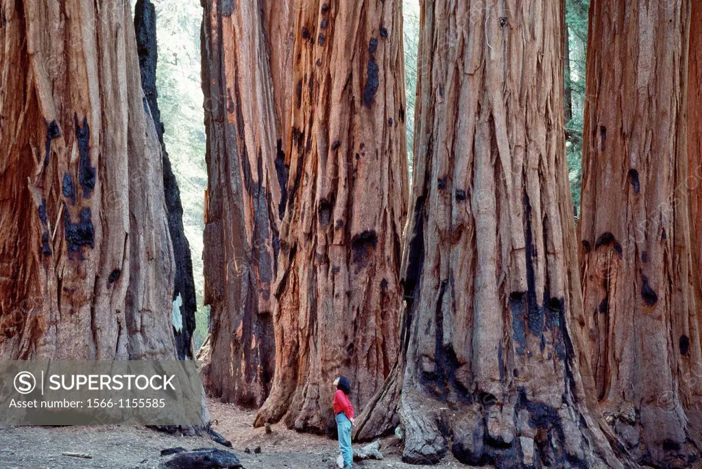 USA, California, Giant Redwood trees in Sequoia National Park Congress Grove