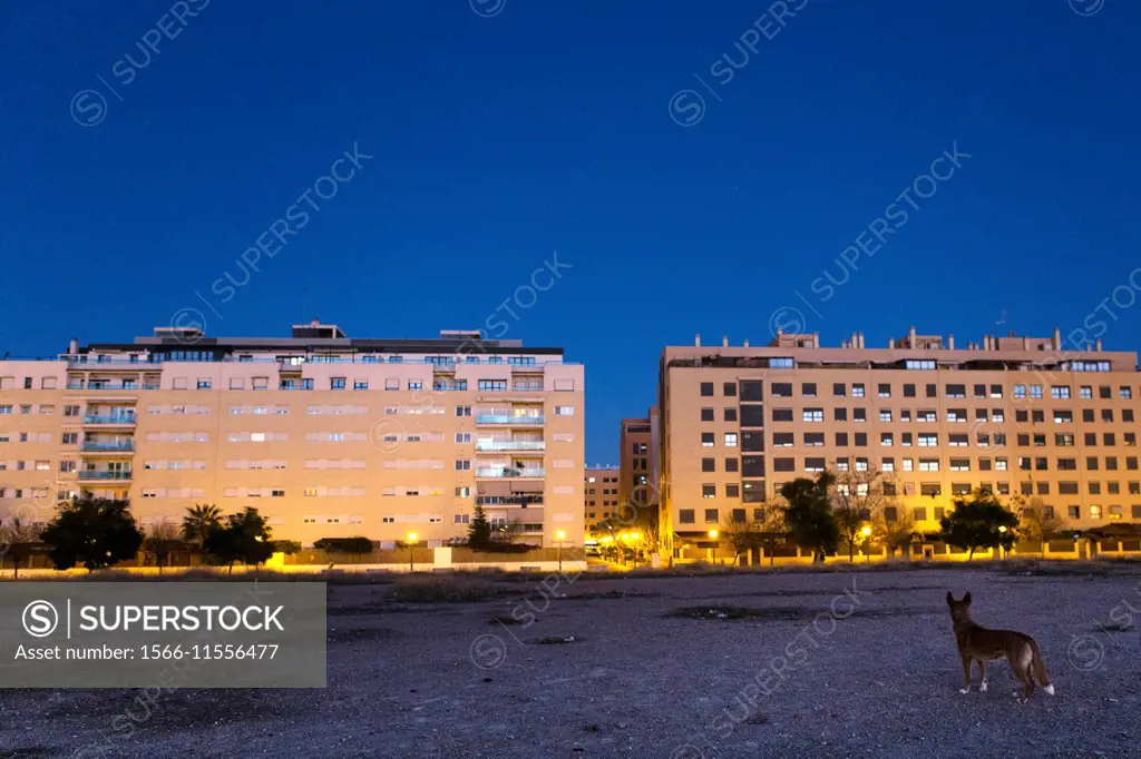 Spain, Valencia, dog looking at residential houses at twilight