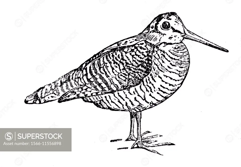 Eurasian Woodcock (Scolopax rusticola), illustration from Soviet encyclopedia, 1927.