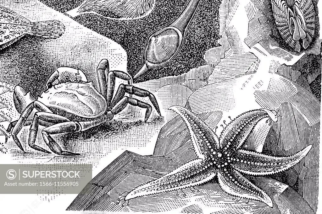 Littoral crab (Carcinus maenas), sea star (Asterias rubens), illustration from Soviet encyclopedia, 1927.