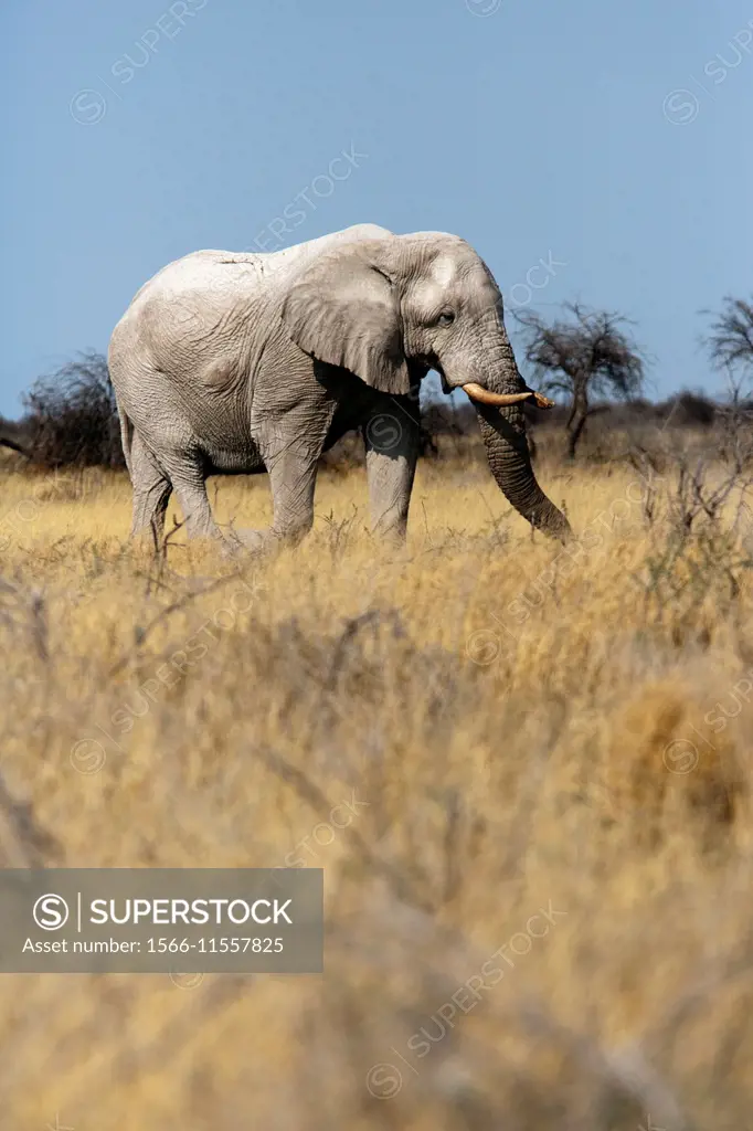 African Elephant (Loxodonta africana) - Etosha National Park - Namibia, Africa.