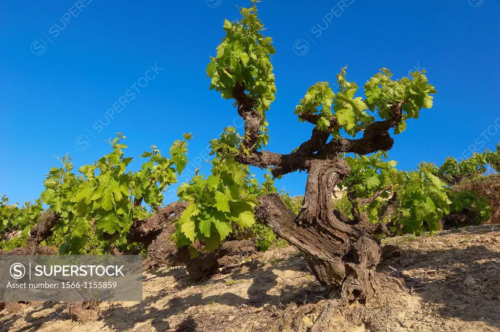 Montilla, vineyards, Montilla-Moriles area, Cordoba, Andalusia, Spain