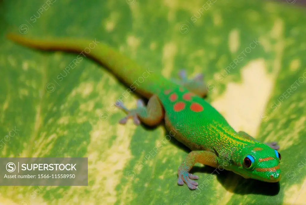 Gold Dust Day Gecko (Phelsuma laticauda laticauda), Hawai´i, USA