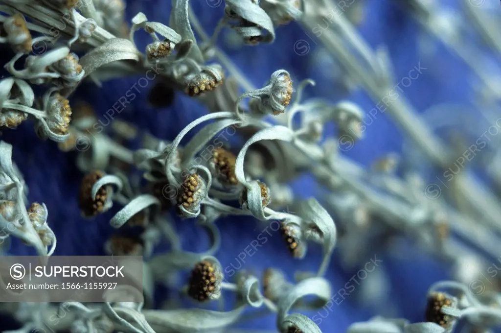 dried Artemisia absinthium, Doubs departement, Franche-Comte region, France Europe