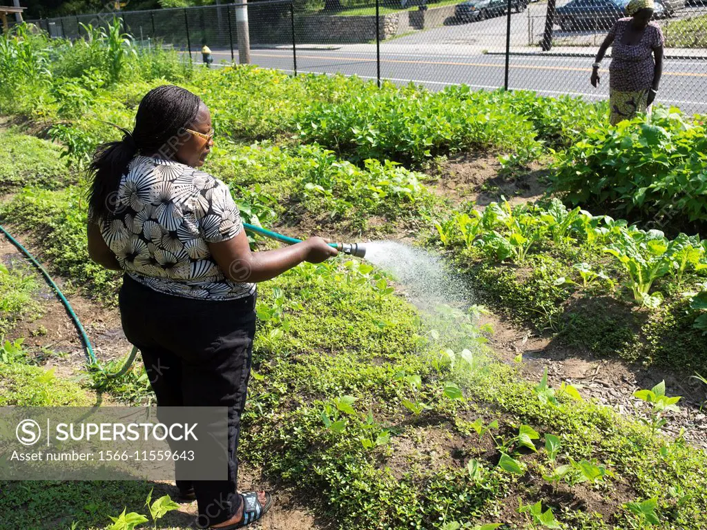 Women watering plants at Manton Bend Community Garden in Providence, Rhode Island.
