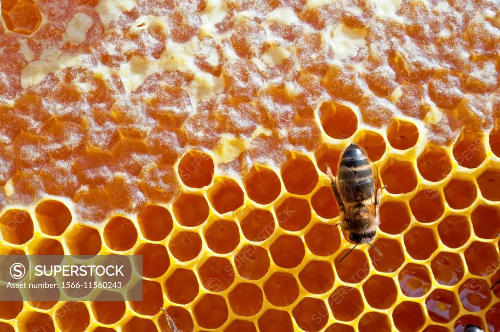 the honey process.