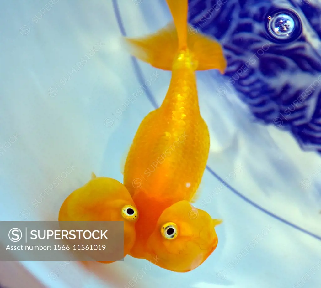 Water-Bubble Eye Goldfish (Carassius auratus auratus).