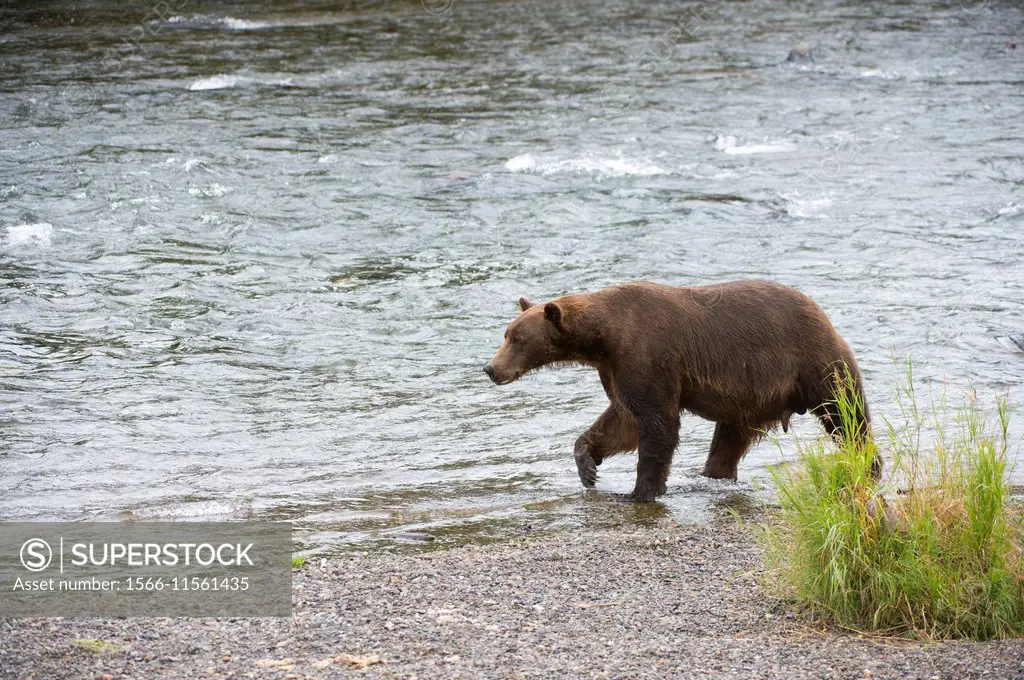 Brown bear (Ursus arctos) or grizzly in Brooks River near Brooks Falls in Katmai National Park and Preserve, Alaska, USA.