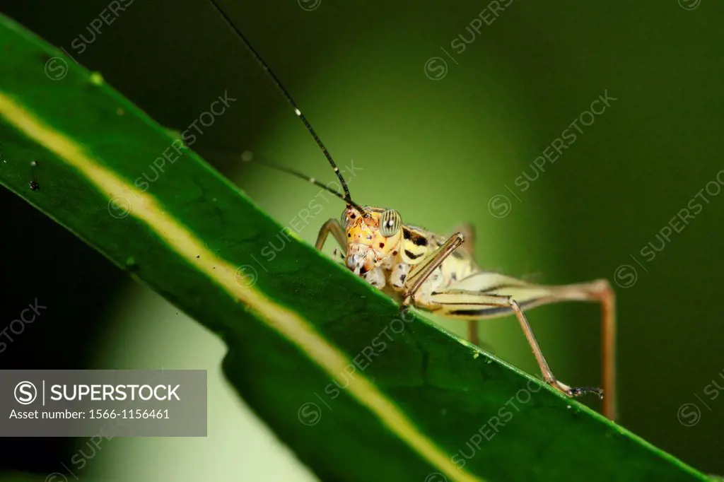 Grass hopper, Borneo