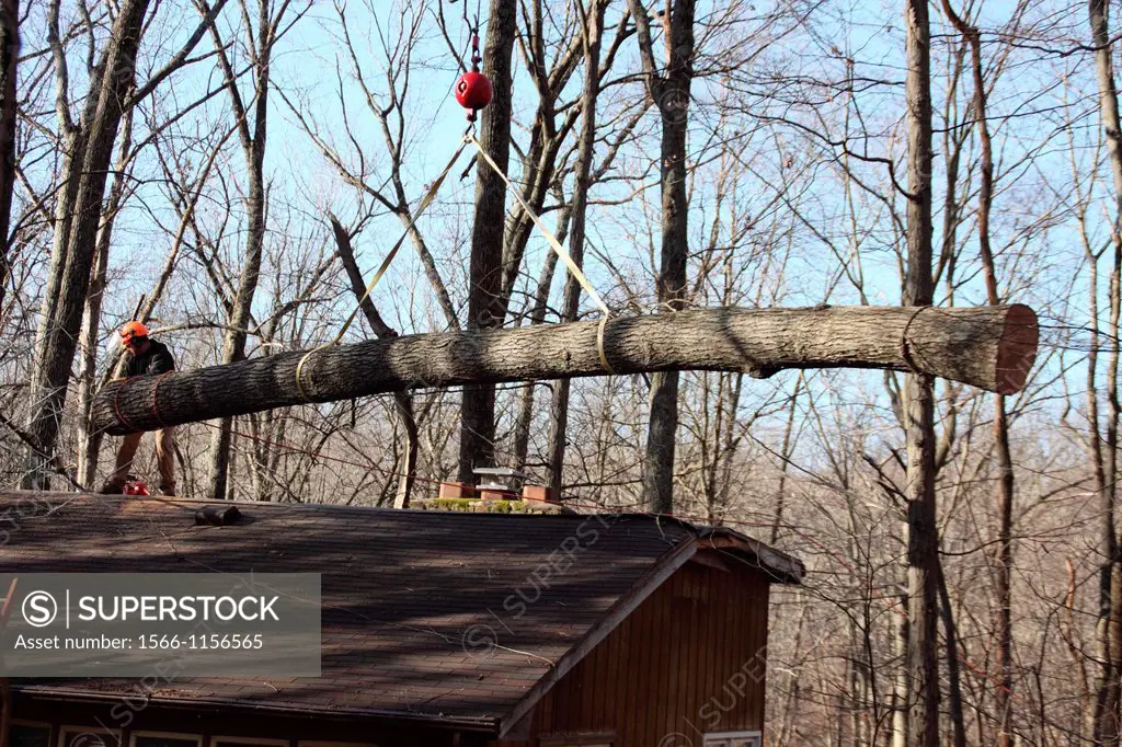 worker in orange hard hat preparing for crane to remove large piece of fallen tree from roof of house, winter forest, Indiana