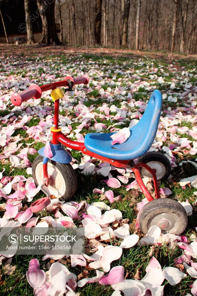 Blue and red tricycle on lawn covered in fallen magnolia blossoms, one blossom on seat, Indiana, USA