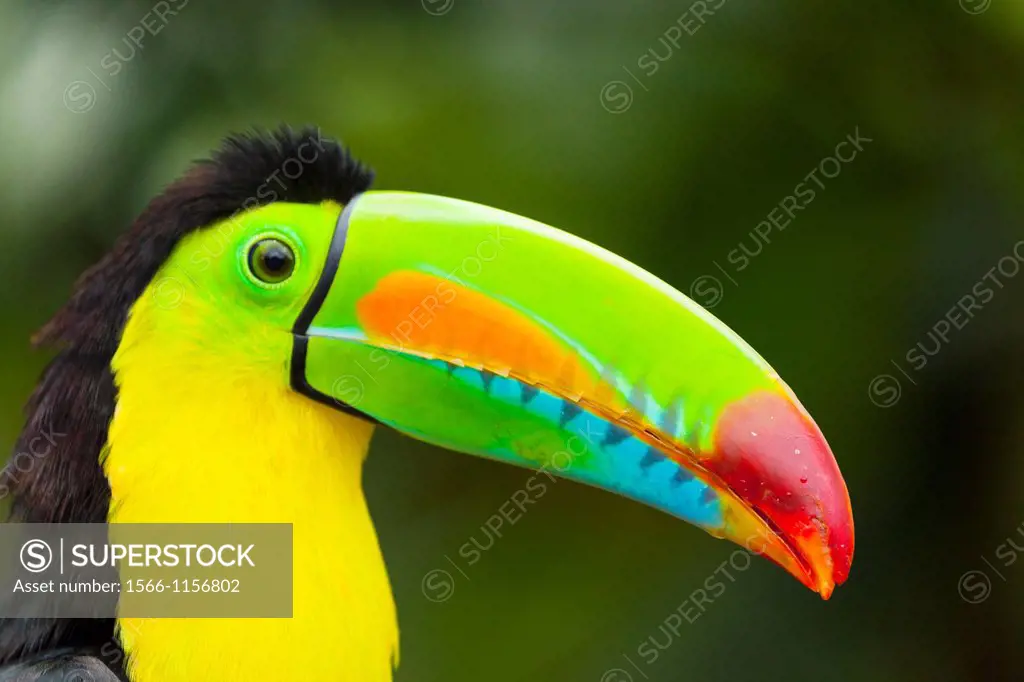 Keel-billed Toucan Ramphastos sulfuratus, Chagres National Park, Colon Province, Panama, Central America, America
