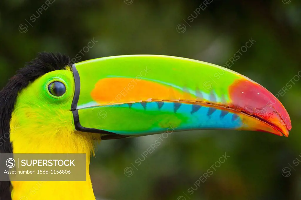 Keel-billed Toucan Ramphastos sulfuratus, Chagres National Park, Colon Province, Panama, Central America, America