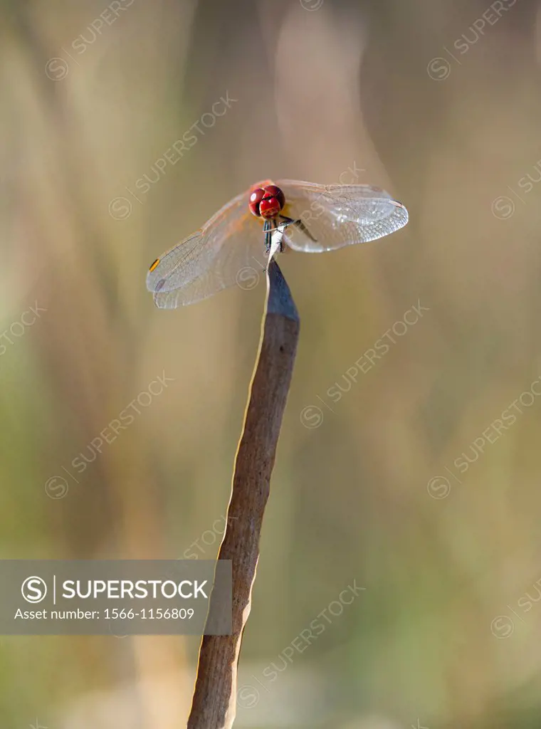 DRAGONFLY Male Sympetrum fonscolombii