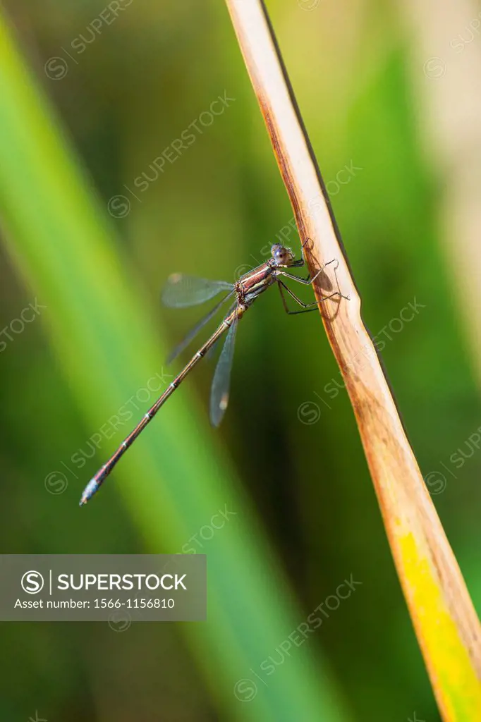 DRAGONFLY Male Lestes virens