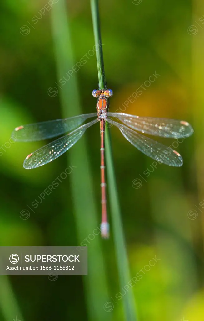 DRAGONFLY Male Lestes virens