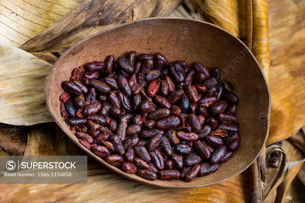 Roasted cacao beans, Oreba organic cacao, Oeste Arriba River, Ngabe Ethnic Group, Bocas del Toro Province, Panama, Central America, America