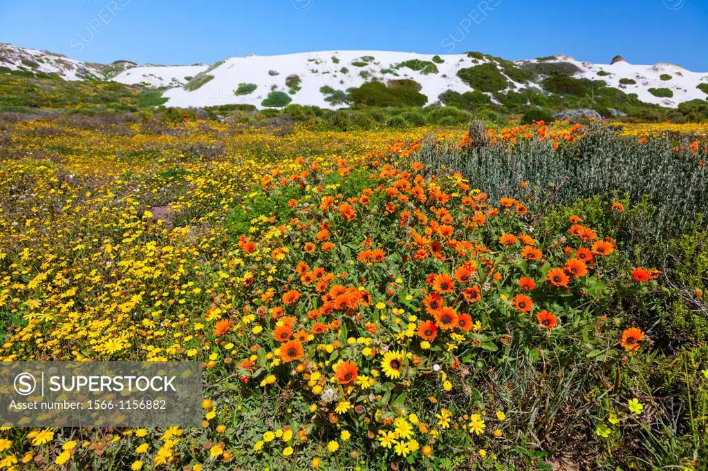 Wildflowers,Postberg Trail, West Coast National Park, Western Cape province, South Africa, Africa.
