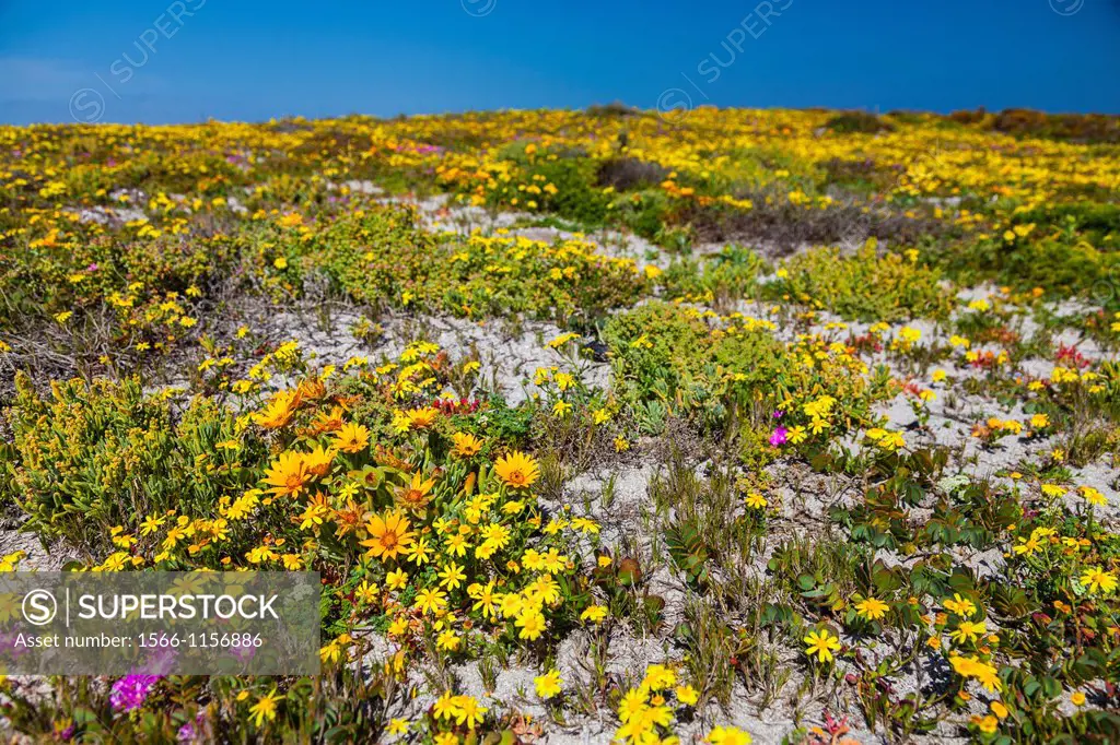 Wildflowers, Postberg Trail, West Coast National Park, Western Cape province, South Africa, Africa.