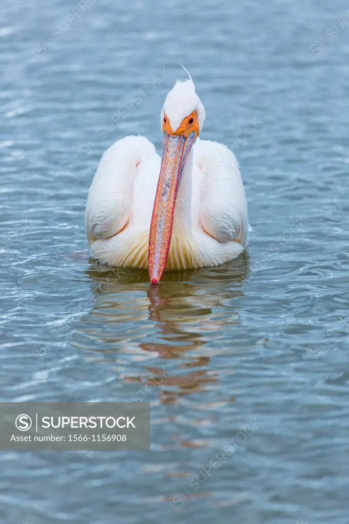 White Pelican, Velddrif Village, Berg River, West Coast Peninsula, Western Cape province, South Africa, Africa