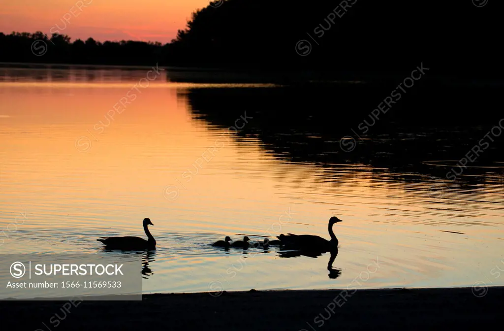 Batterson Park Pond sunrise with Canada goose, Batterson Park Pond State Boat Launch, New Britain, Connecticut.