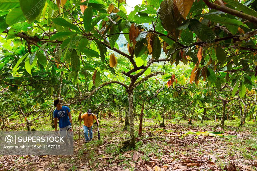 Cacao tree, Oreba organic cacao, Oeste Arriba River, Ngabe Ethnic Group, Bocas del Toro Province, Panama, Central America, America
