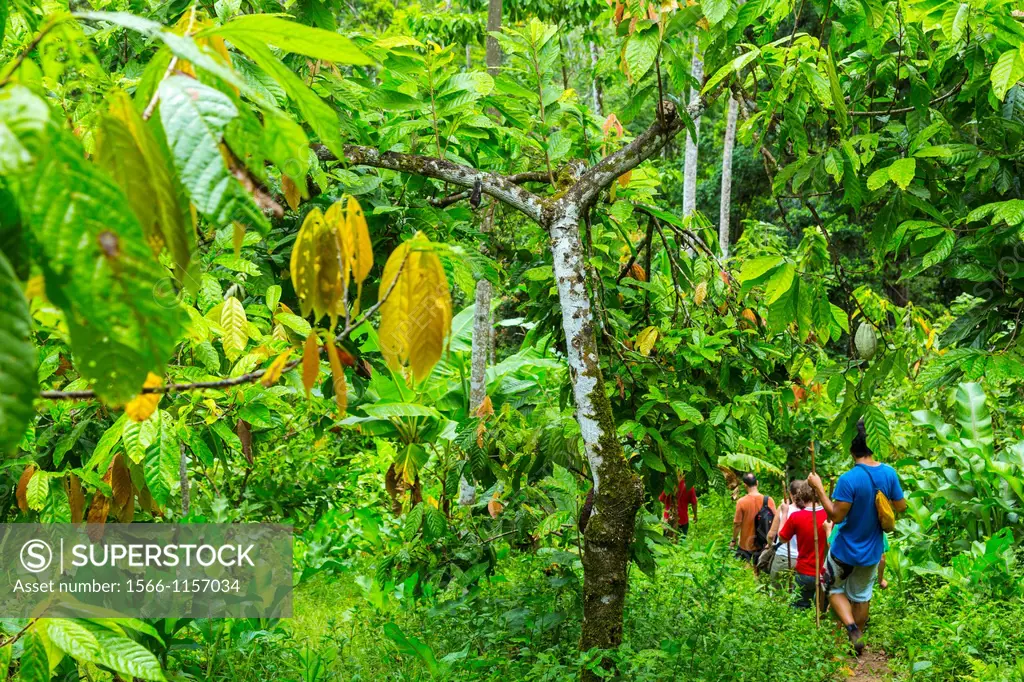 Oreba organic cacao, Oeste Arriba River, Ngabe Ethnic Group, Bocas del Toro Province, Panama, Central America, America