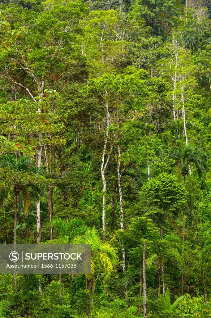 Oreba organic cacao, Oeste Arriba River, Ngabe Ethnic Group, Bocas del Toro Province, Panama, Central America, America