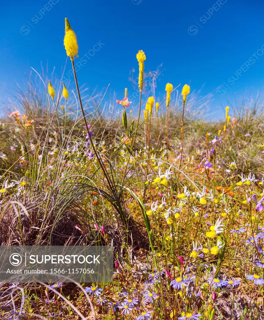 Wildflowers, Hantam National Botanical Garden, Nieuwoudtville, Namaqualand, Northern Cape province, South Africa, Africa