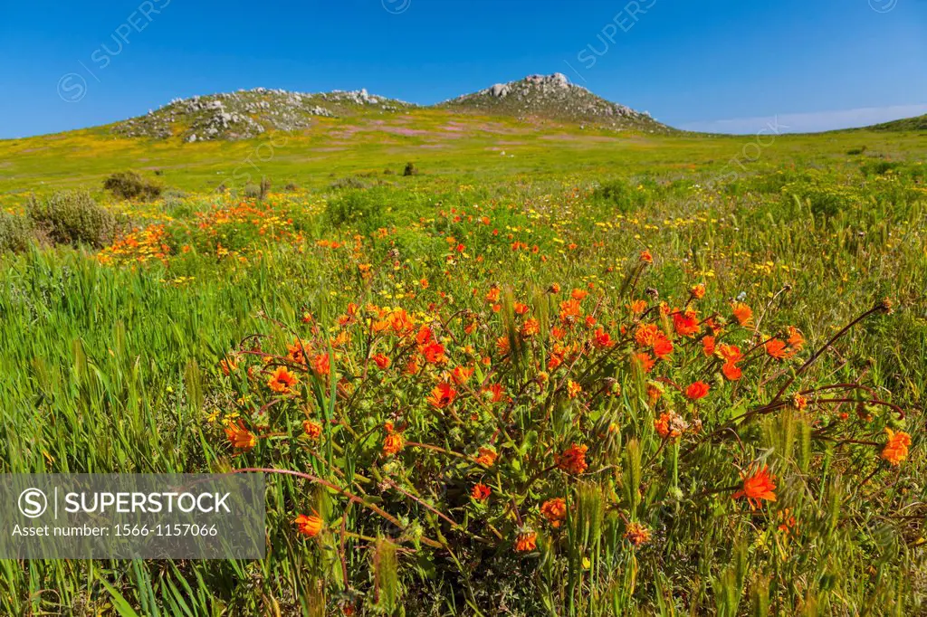 Wildflowers, Postberg Trail, West Coast National Park, Western Cape province, South Africa, Africa.