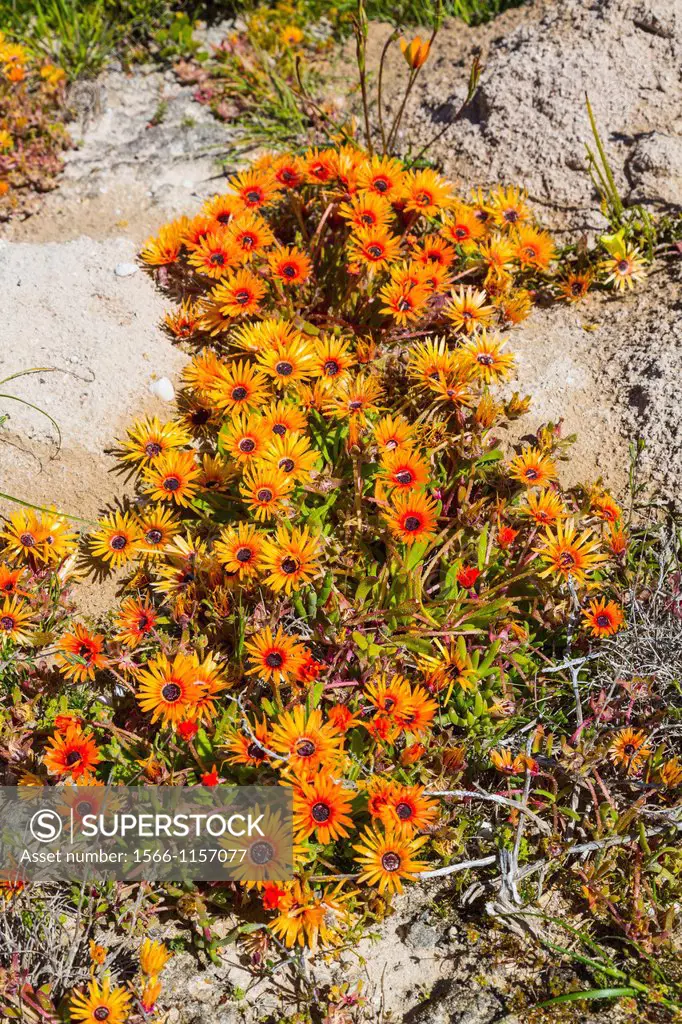 Wildflowers, Cape Columbine Nature Reserve, West Coast Peninsula, Western Cape province, South Africa, Africa