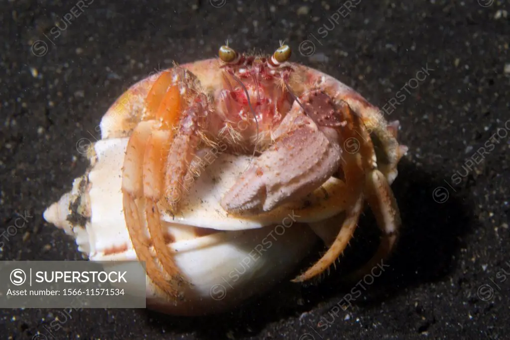 Anemone Hermit Crab.