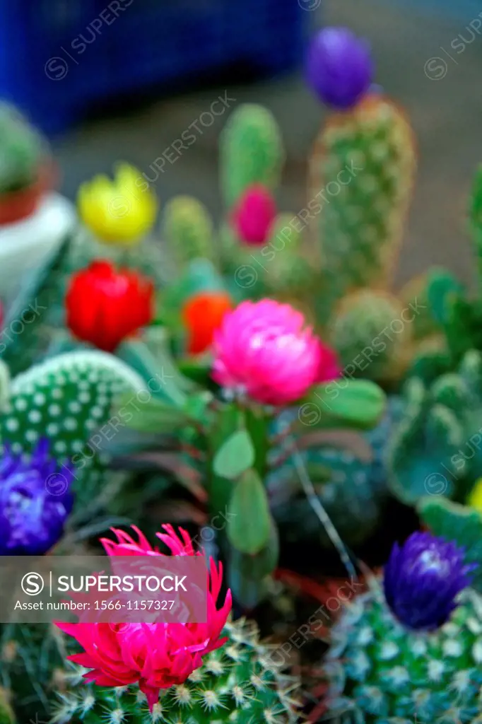 cactus with flowers, flower shop