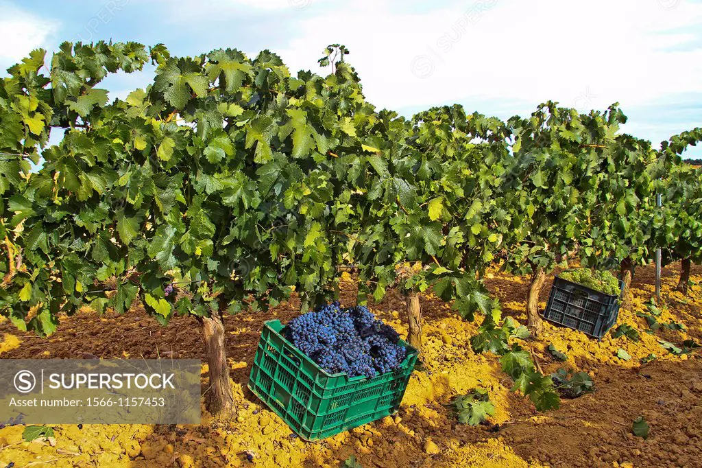 Wine grapes in a box at vineyard Benavente, Zamora, Castile and León, Spain