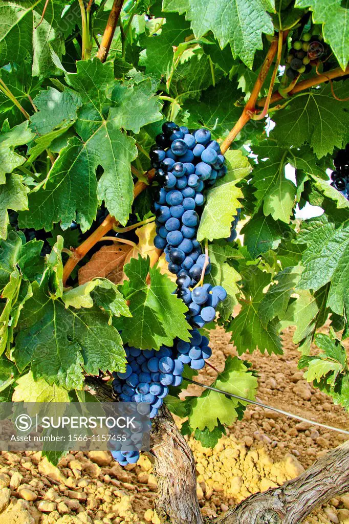 Ripes wine grapes in vineyard Benavente, Zamora, Castile and León, Spain
