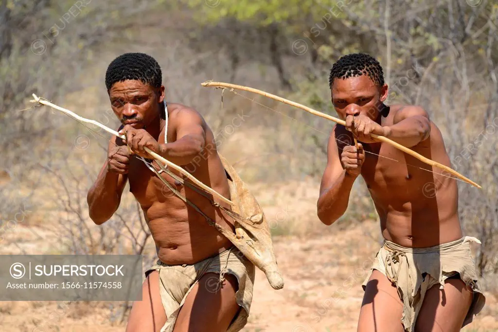 Naro San Bushmen hunting in the bush with traditional bow and arrow, Kalahari, Ghanzi region, dry season, Botswana, Africa.