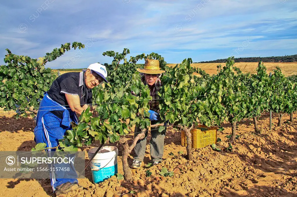 Harvesting grapes in Benavente vineyard, Zamora, Castille and León, Spain