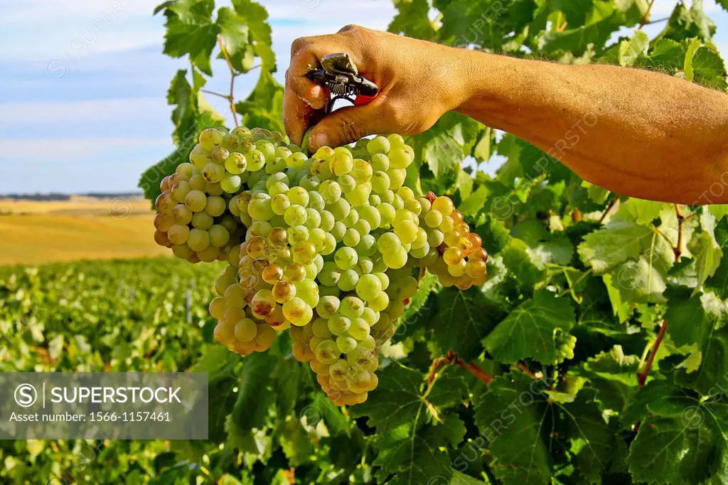 Wine grapes in vineyard at Benavente, Zamora, Castile and León, Spain