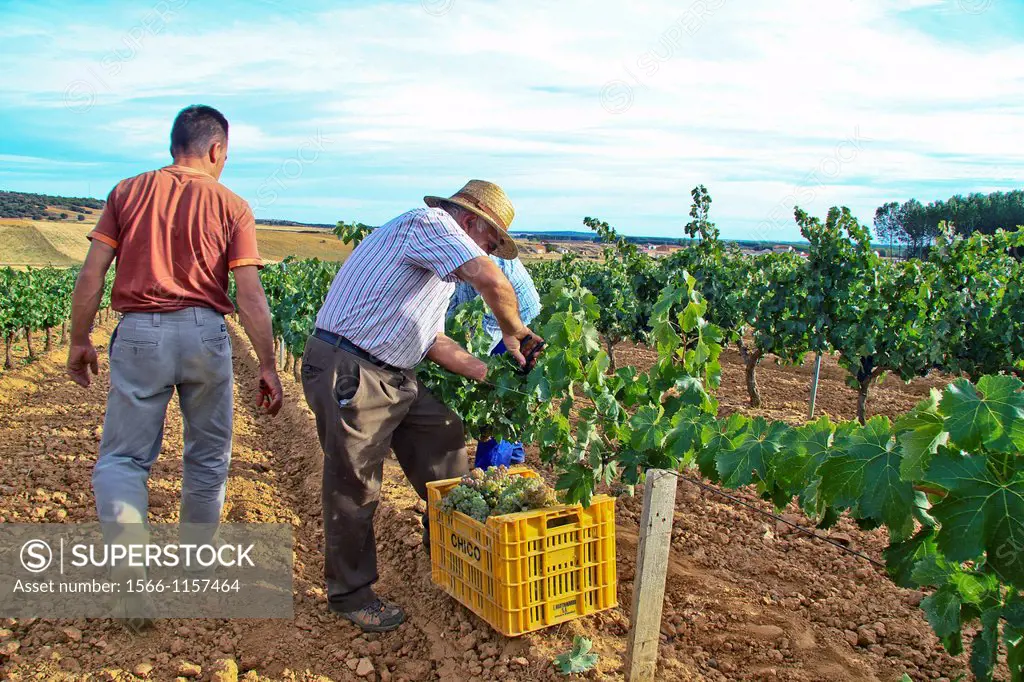 Harvesting grapes in Benavente vineyard, Zamora, Castille and León, Spain