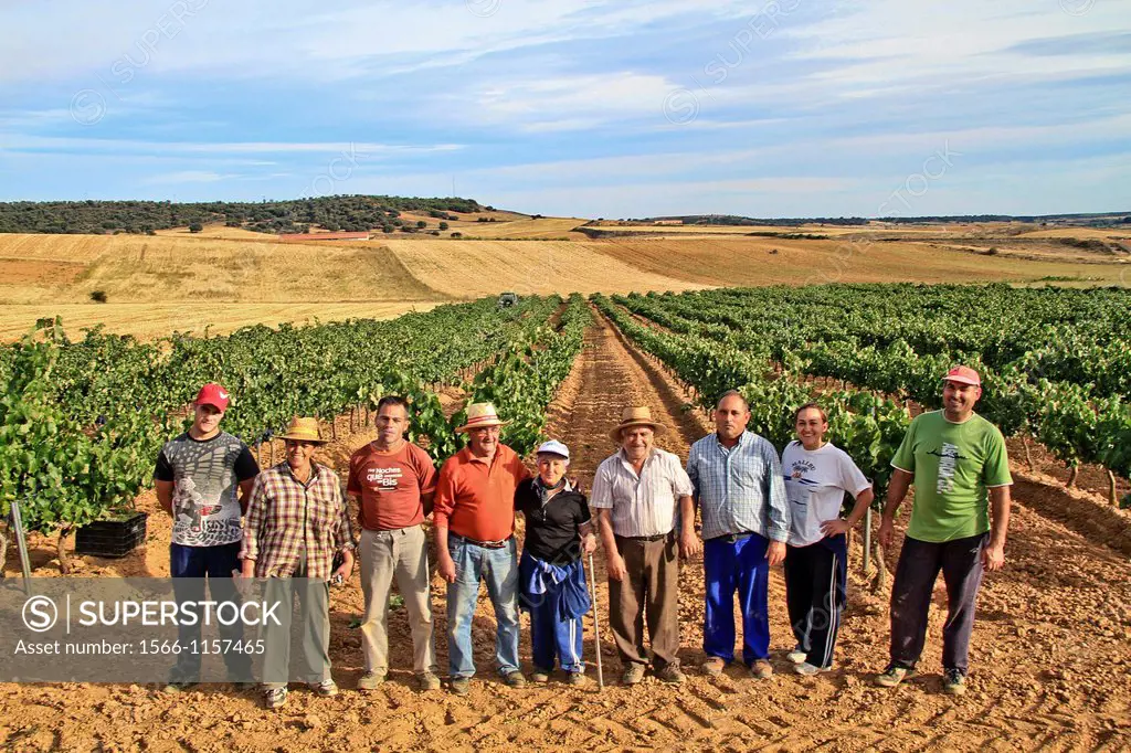 Farmers harvesting grapes in Benavente vineyard, Zamora, Castille and León, Spain