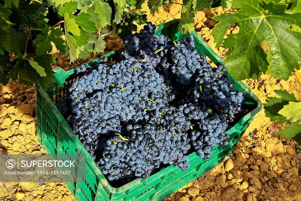 Wine grapes in a box at vineyard Benavente, Zamora, Castile and León, Spain