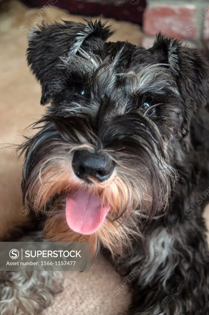 Miniature schnauzer puppy is looking for love