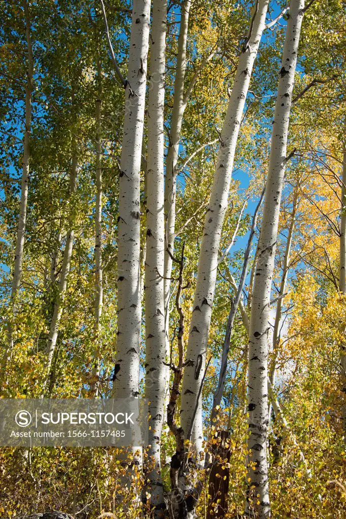 Aspen tree trunks stand out against their yellow foliage