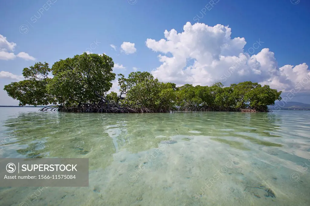 mangrove swamp.