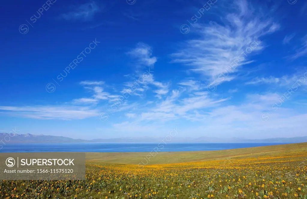 Kyrgyzstan - Lake Song Kul - yellow flowers beside Lake Song Kul