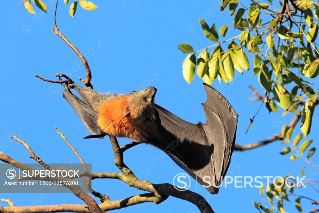 Grey Headed Flying Fox, Pteropus poliocephalus, with wing open. These bats are endemic to eastern Australia and declining numbers have caused them to be listed as a vulnerable species on the IUCN Red List of Threatened Species. Bellingen Island, NSW, Australia.
