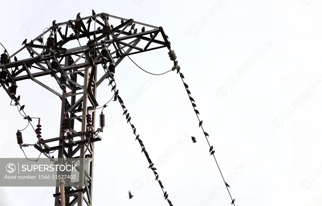 pylon with birds, Valencia