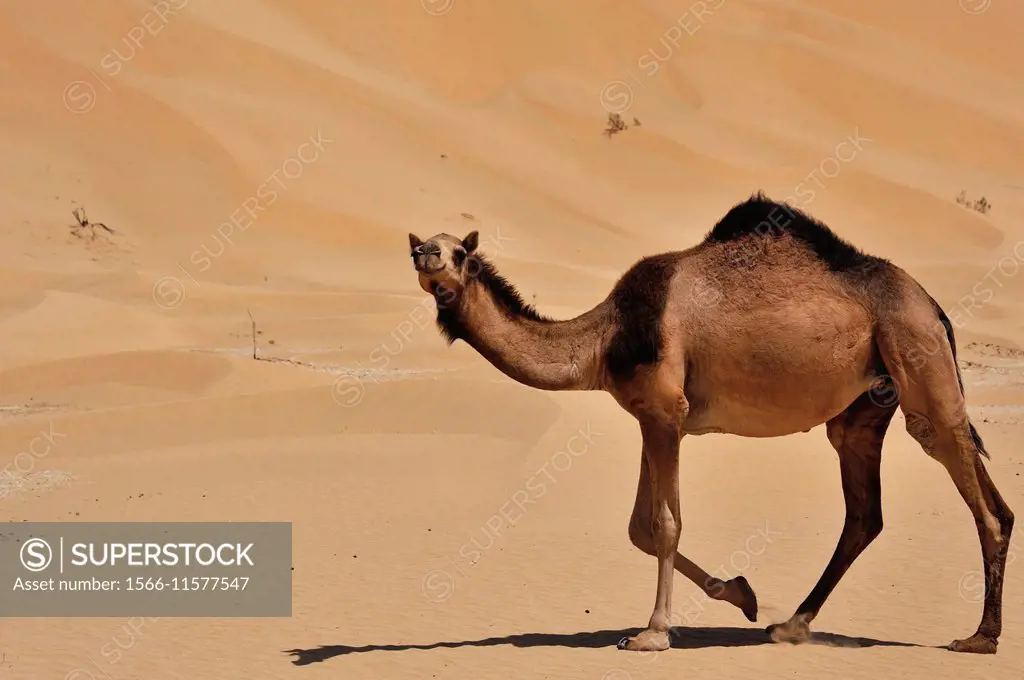 Camel, Camelus dromedarius, walking over the dunes of the desert Rub al Khali, Oman.